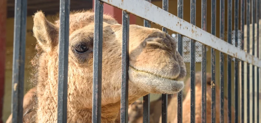 National Research Centre on Camels