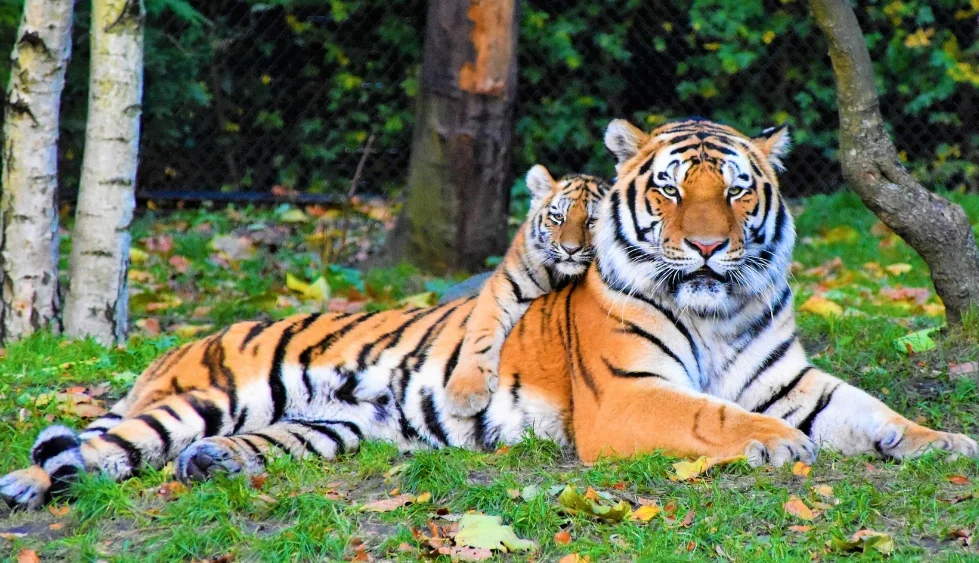 Rajasthan Wildlife Tour